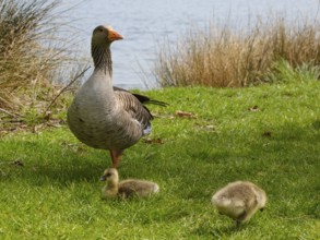 Greylag Goose (Anser anser) with chicks at Lake Vienenburg, Vienenburg, Goslar, Harz, Lower Saxony,