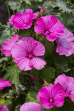 Mallow (Malva), Pink, Flowers, Ternitz, Lower Austria, Austria, Europe