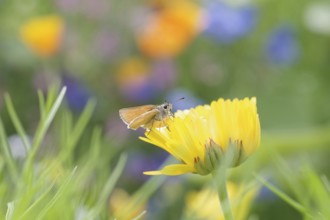 Butterfly, small skipper (Thymelicus sylvestris), Fritillary, orange-brown, insect, marigold,