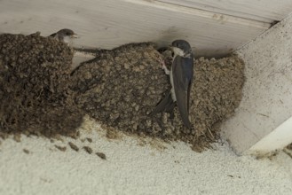 Swallow (Hirundinidae) feeding its young in the nest, Bavaria, Germany, Europe