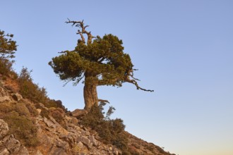 Gingilos, Hiking on the Gingilos, Morning light, Cloudless blue sky, Samaria Gorge, Omalos, Lefka