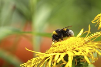 Large earth bumblebee (Bombus terrestris), on a yellow flower, Wilden, North Rhine-Westphalia,