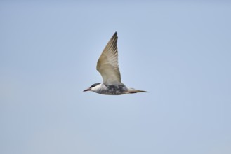 Elegant tern (Thalasseus elegans) flying in the sky above the sea, hunting, ebro delta, Catalonia,