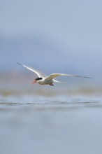 Elegant tern (Thalasseus elegans) flying in the sky above the sea, hunting, ebro delta, Catalonia,