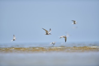 Elegant tern (Thalasseus elegans) flying in the sky above the sea, hunting, ebro delta, Catalonia,