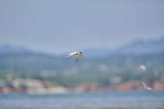 Elegant tern (Thalasseus elegans) flying in the sky above the sea, hunting, ebro delta, Catalonia,