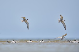 Elegant tern (Thalasseus elegans) flying in the sky above the sea, hunting, ebro delta, Catalonia,