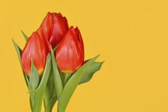 Blooming red tulip flowers on side of bright yellow background with copy space