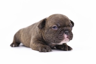 Cute chocolate 3 weeks old French Bulldog dog puppy with blue eyes isolated on white background