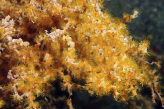 Macaronesian crustose anemone Antipathozoanthus macaronesicus, Eastern Atlantic, Macaronesian