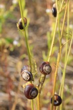 Small snails on a summer meadow, Saxony, Germany, Europe