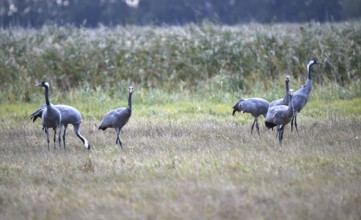 Common crane (Grus grus), in a field in autumn, Germany, Europe