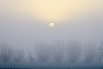 Pale sun over pollarded willows with fog, Lower Rhine, North Rhine-Westphalia, Germany, Europe