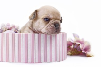 Tiny 3 weeks old cream lilac fawn colored French Bulldog dog puppy with blue eyes in pink box on