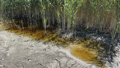 Heavily dried up bottom of a pond, Lake Neusiedl-Seewinkel National Park, Breitenbrunn, Burgenland,