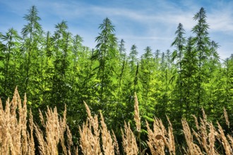 Industrial hemp near Zehlendorf, Oberhavel district, Brandenburg, Germany, Europe