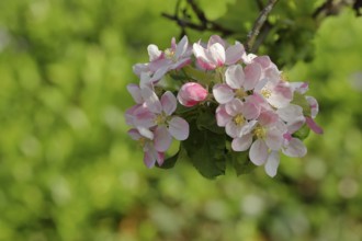 Apple tree (Malus), Wilden, North Rhine. Westphalia, Germany, Europe