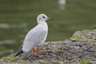 Black-headed Black-headed Gull (Chroicocephalus ridibundus), standing on a wall on the lakeshore,