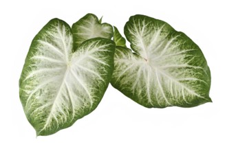 Top view of exotic 'Caladium Aaron' houseplant with large white and green leaves isolated on white