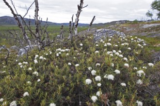 White stonecrop (Sedum album), white wall pepper Flowers in the tundra, Lapland, northern Norway,