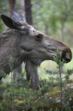 Elk (Alces alces) Portrait of a cow, Central Sweden, Sweden, Europe