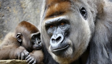 Animal portrait, A mighty gorilla in contact with a young animal, a baby gorilla, AI generated