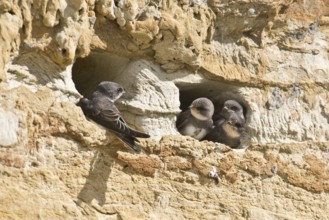 Sand martins (Riparia riparia), Emsland, Lower Saxony, Germany, Europe