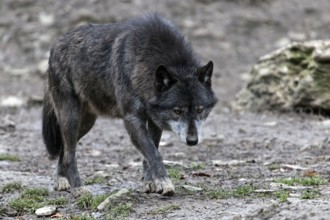 Wolf (Canis lupus), captive, Bad Mergentheim Wildlife Park, Baden-Württemberg, Germany, Europe