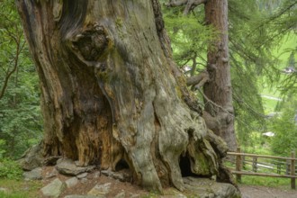 Primeval larch (Larix decidua), Ulten, South Tyrol, Italy, Europe