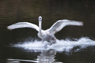 Mute swan (Cygnus olor) landing in the water Motion blur, Hesse, Germany, Europe