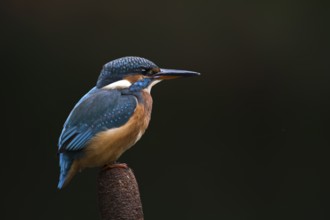 Common kingfisher (Alcedo atthis), Emsland, Lower Saxony, Germany, Europe