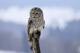 Ural Owl (Strix uralensis), adult, in winter, snow, perch, Bohemian Forest, Czech Republic, Europe