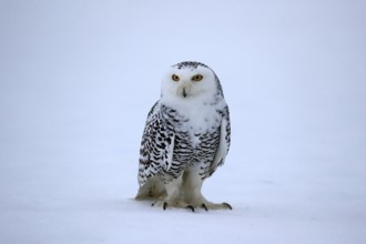 Snowy owl (Nyctea scandiaca), snowy owl, adult, alert, in the snow, foraging, in winter, Bohemian