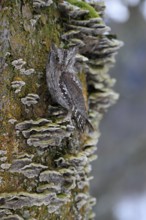 European scops owl (Otus scops), adult, on tree, in winter, alert, Bohemian Forest, Czech Republic,