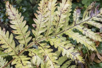 Bead fern (Onoclea sensibilis), autumn foliage, Emsland, Lower Saxony, Germany, Europe