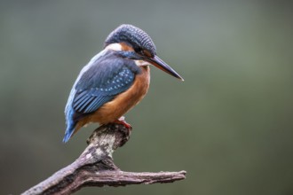 Common kingfisher (Alcedo atthis), Emsland, Lower Saxony, Germany, Europe