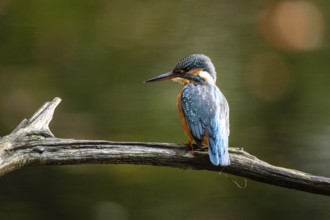 Common kingfisher (Alcedo atthis), Emsland, Lower Saxony, Germany, Europe