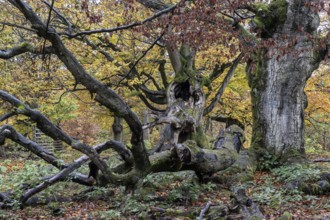 Old copper beeches (Fagus sylvatica) in the Hutewald Halloh, Hesse, Lower Saxony