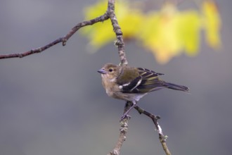 Madeiran chaffinch (Fringilla coelebs maderensis), sitting on a branch, Madeira, Portugal, Europe