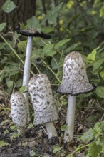 Shaggy ink cap (Coprinus comatus), lawyer's wig, shaggy mane showing different growth stages in