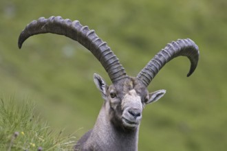 Alpine ibex (Capra ibex) male with big horns in summer in the Hohe Tauern National Park, Austrian