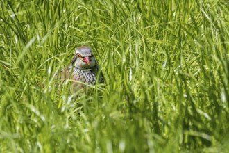 Red-legged partridge (Alectoris rufa), French partridge hidden in high grass in meadow, grassland