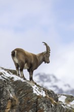 Alpine ibex (Capra ibex) young male foraging on mountain slope in the snow in winter, Gran Paradiso