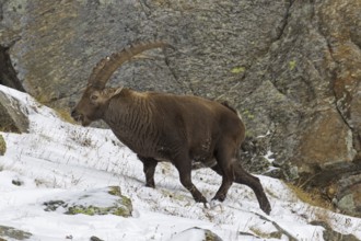 Alpine ibex (Capra ibex) male with large horns foraging on mountain slope in the snow in winter,