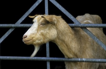 Curious brown goat (Capra hircus) looking through fence at farm