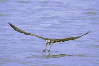 Western osprey (Pandion haliaetus) in flight, diving with feet stretched forward and open claws to