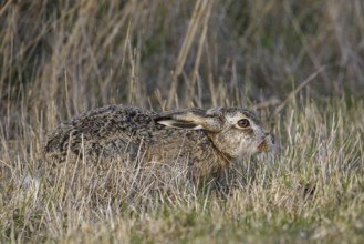 European brown hare (Lepus europaeus) hiding by lying with flat ears and relying on its camouflage