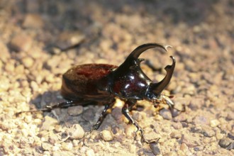 Centaurus beetle (Augosoma centaurus), species of rhinoceros beetle found in tropical Africa