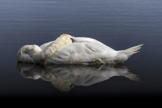 Mute swan (Cygnus olor) male sleeping with head tucked under wing feathers while floating in water