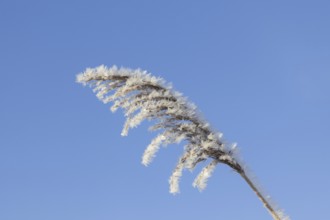 Close up of seed head, seedhead of common reed (Phragmites communis) covered in advection frost,